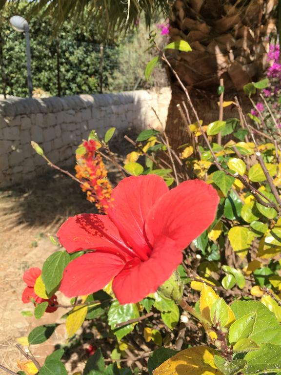 Hibiscus Rosso Villa Donnalucata  Exterior foto